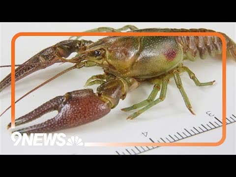 Rusty crayfish found in Larimer County river