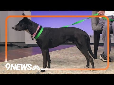 Soraya is a sweet pup looking for a forever home