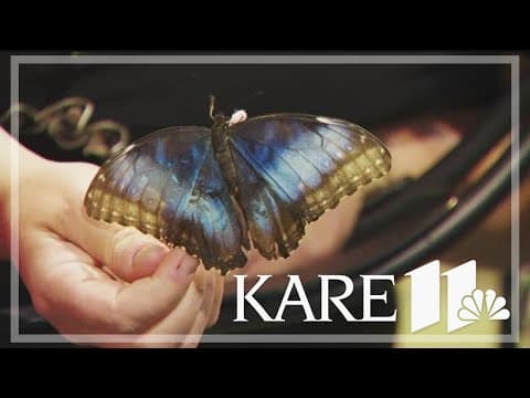 At the State Fair's Butterfly House, a story of drought and butterflies