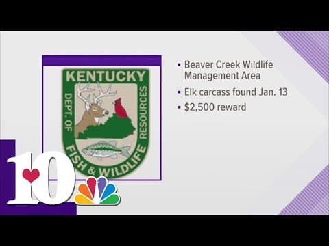 Wildlife officers investigating after bull elk meant to establish species found dead