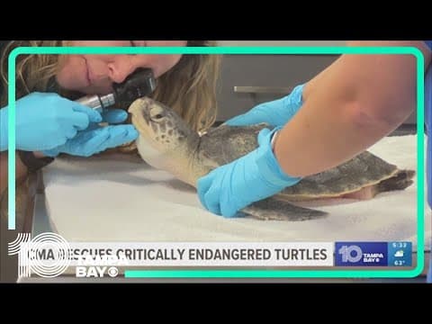 Florida vets care for cold-stunned sea turtles rescued from New England