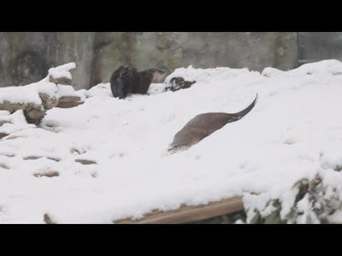 Zoo Knoxville shares video of otters, red panda playing in fresh snow