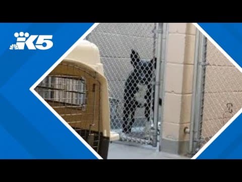 'Crisis mode' prompts Tacoma Humane to waive dog adoption fees