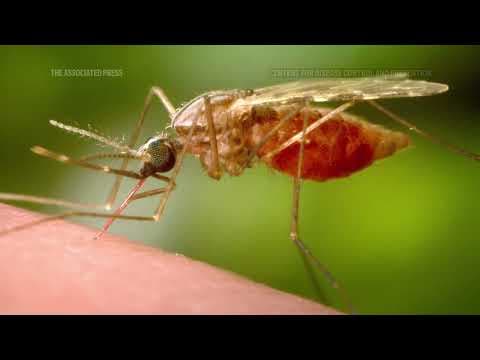Epidemiologists weigh in on a rare but deadly mosquito virus infection