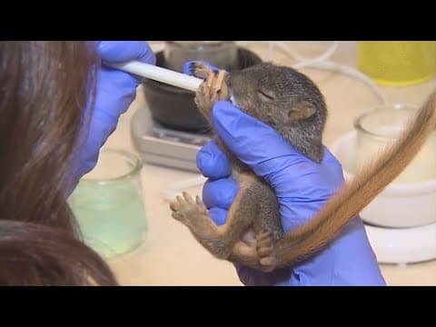 Why are squirrels falling from trees in Houston? Here's how you can help.