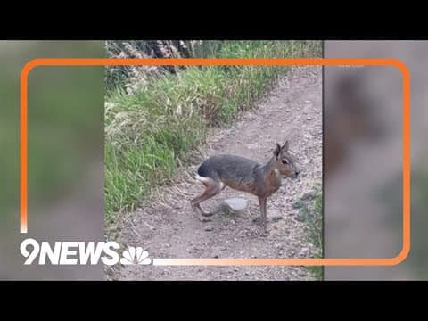 CPW still searching for Patagonian mara spotted at Bear Creek Lake Park