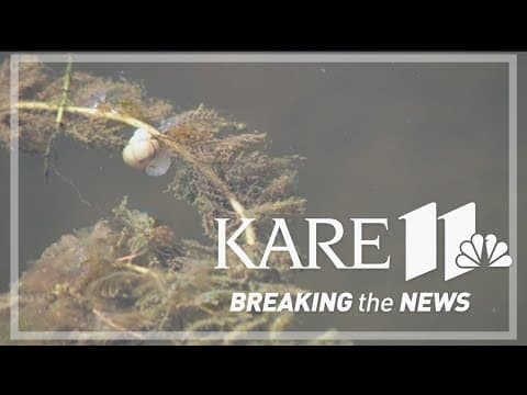 Help look for invasive species in Minnesota lakes next weekend