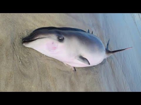 Baby whale found dead on North Carolina coast