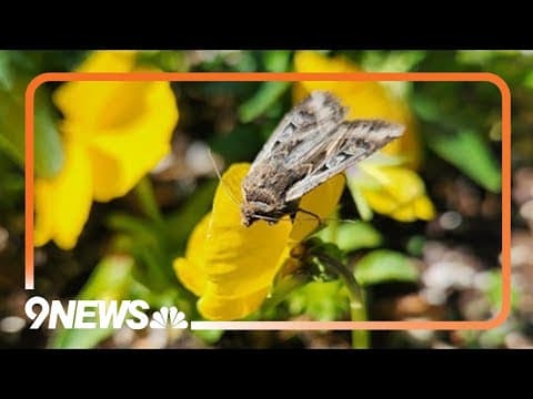 This is why you shouldn't kill miller moths in Colorado