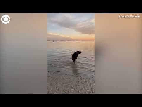 Eagle claims fisherman's shark