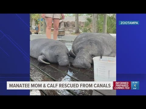 Manatee mom, calf rescued from Canals, recovering at ZooTampa