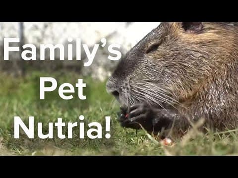 Jefferson Parish family's large rodent pet is local celebrity