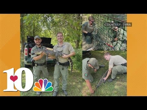 TWRA agents trap alligator near Spring City