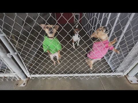 Send The Love celebrating $500K in donations: Waldo's Muttley Crew