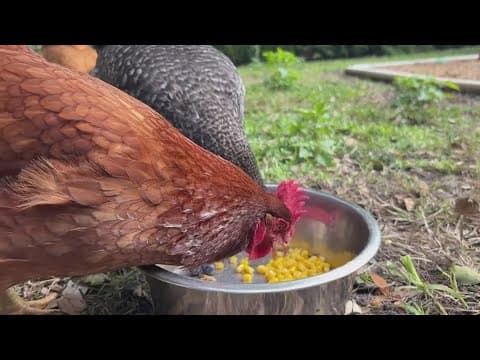 Demand for backyard chickens soars amid high egg prices, scarcity