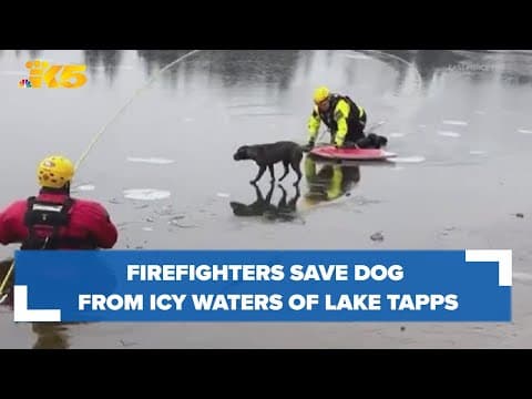 Firefighters save dog who fell into icy waters of Lake Tapps