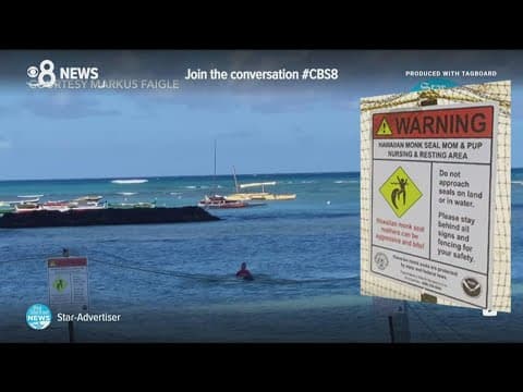 Woman attacked by 'Rocky' the Monk seal in Kaimana Beach