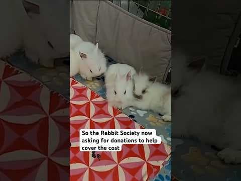 San Diego House Rabbit Society makes unexpected rescue after 10 rabbits were abandoned