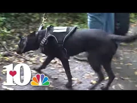 New dogs at TN Department of Agriculture trained to detect spotted lanternflies