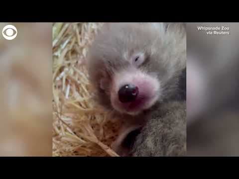 Two endangered red pandas born at zoo in England