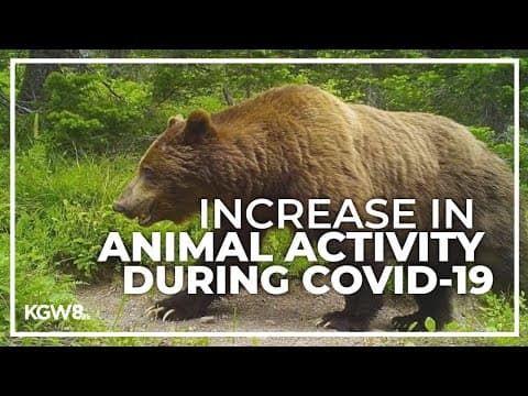 Wildlife study during COVID-19 shutdown showed increased animal activity