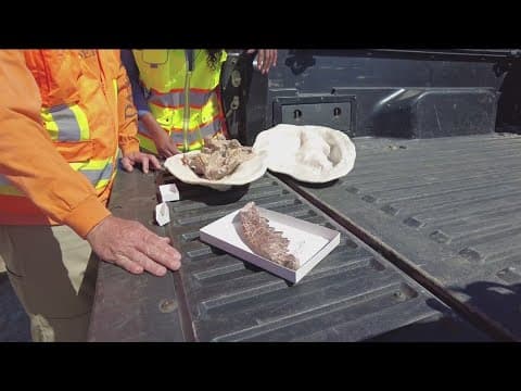 San Diego Natural History Museum unearths thousands of fossils
