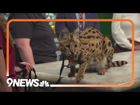 Sunrise Safari: African serval