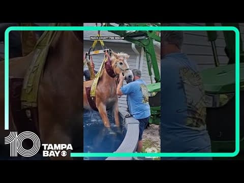 Horse rescued from Pasco County, Florida swimming pool