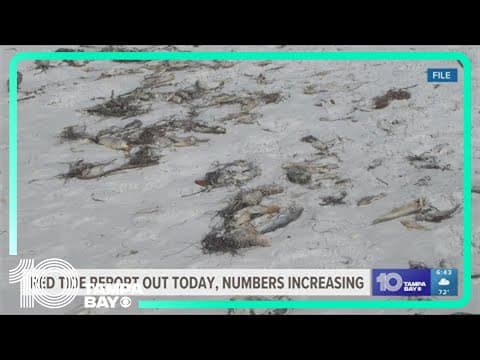 Levels of red tide increasing across Tampa Bay region