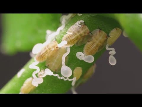 Citrus quarantine issued for Rancho Bernardo after plant disease discovery