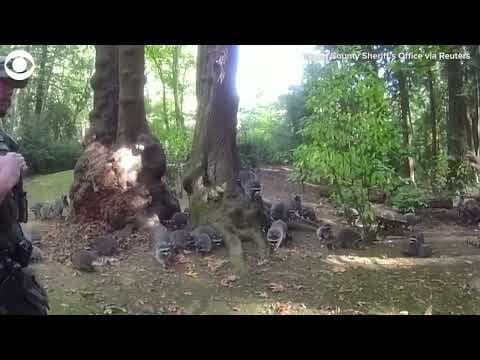 Dozens of raccoons swarm home in Washington