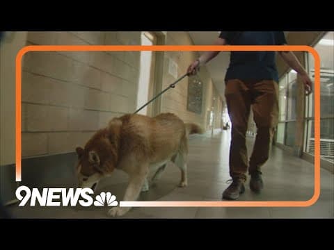 Nearly 80 dogs removed from sanctuary in Lyons