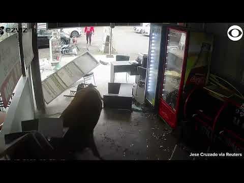 Runaway bull charges through shop in Peru