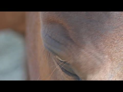 Horse Haven rescues 27 neglected horses in Fentress County