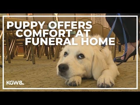 Puppy eases pain at Portland funeral home