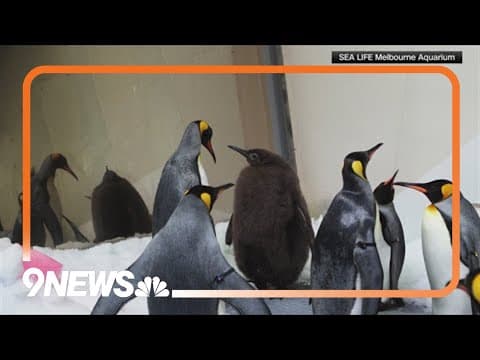 Pesto the penguin is the newest internet sensation