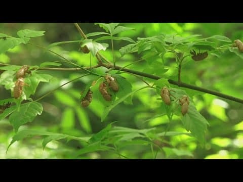 Cicadas are returning to East Tennessee. Expert weighs on the noisy insect