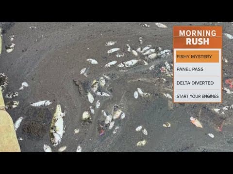 Chlorine killed hundreds of fish in city pond, officials found