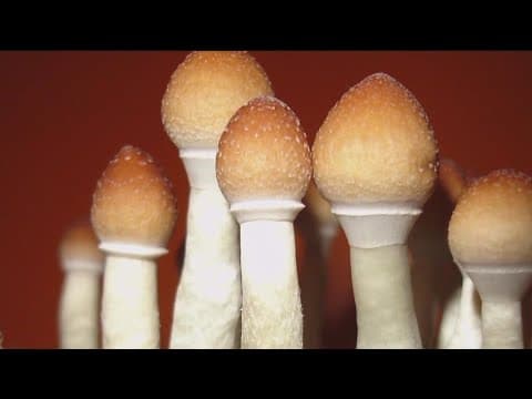 New push begins to legalize psychedelics in California