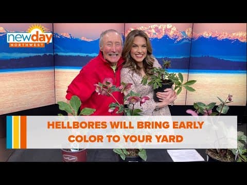 Hellbores will bring early color to your yard - New Day NW