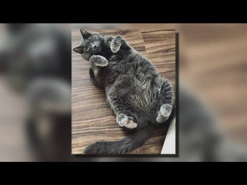 aCATemy Awards kicks off tonight, May 8