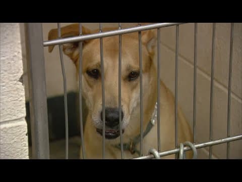 Indianapolis Animal Care Services breaking ground on new shelter