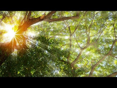 Lowest income neighborhoods have less trees, are hotter than wealthy neighbors | ECO9