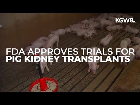 FDA approves large-scale trials of transplant kidneys grown in pigs