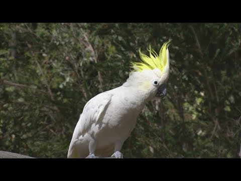 Zoo Day | Meet the Cockatoo