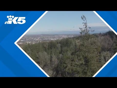 Special protections sought for certain trees in Bellingham