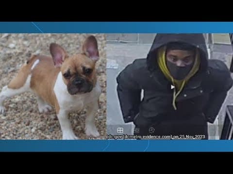 'Give me your dog or I'll kill you' | DC woman's first dog dies in District Dogs flood, second puppy