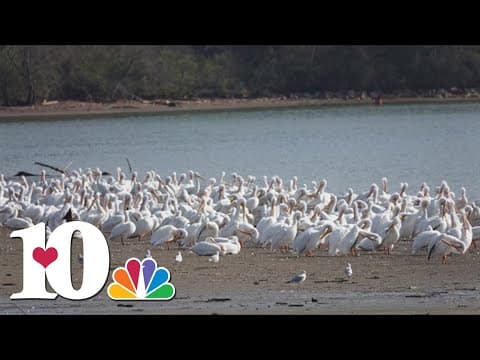 Pelicans spotted in West Knoxville