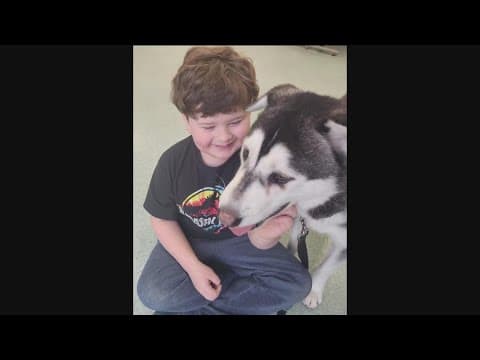 Family drives over 2,600 miles to adopt Harvey the husky in San Diego