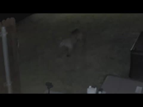Caught on camera! North Texas man catches a mountain lion in his backyard